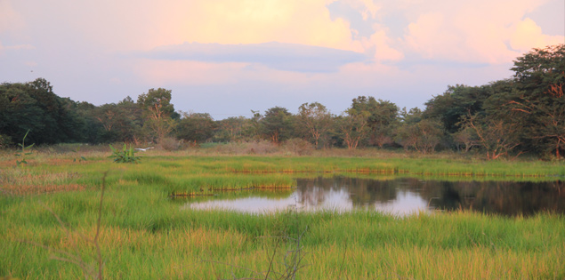 Seasonally-flooded tropical savanna at Masaguaral Biological Station, Guarico, Venezuela