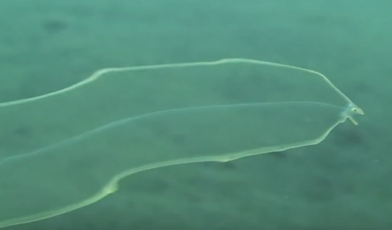 Leptocephalus, a transparent eel larva in the wild post content graphic.