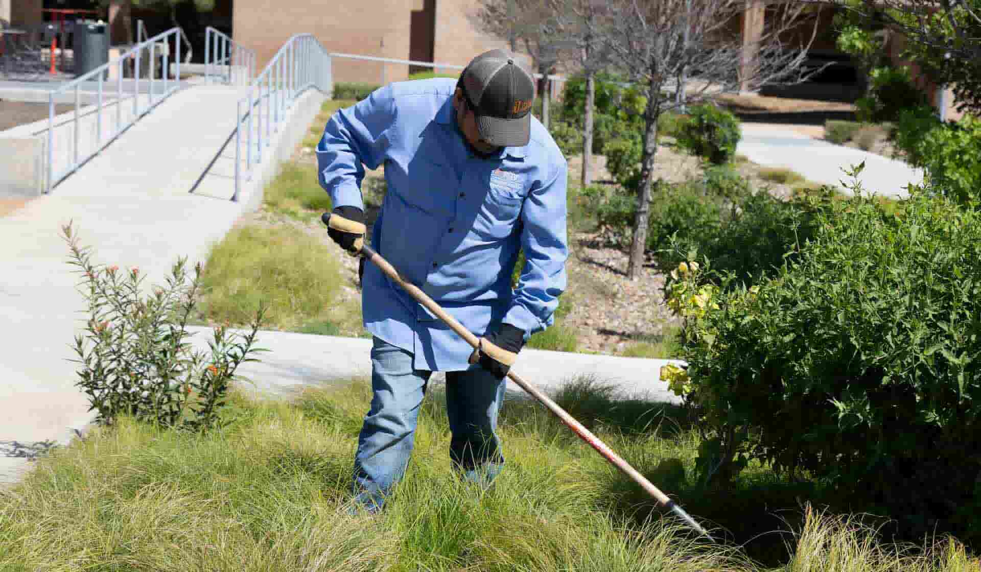 vaquero in a blue shirt worker gardening at the Edinburg quad