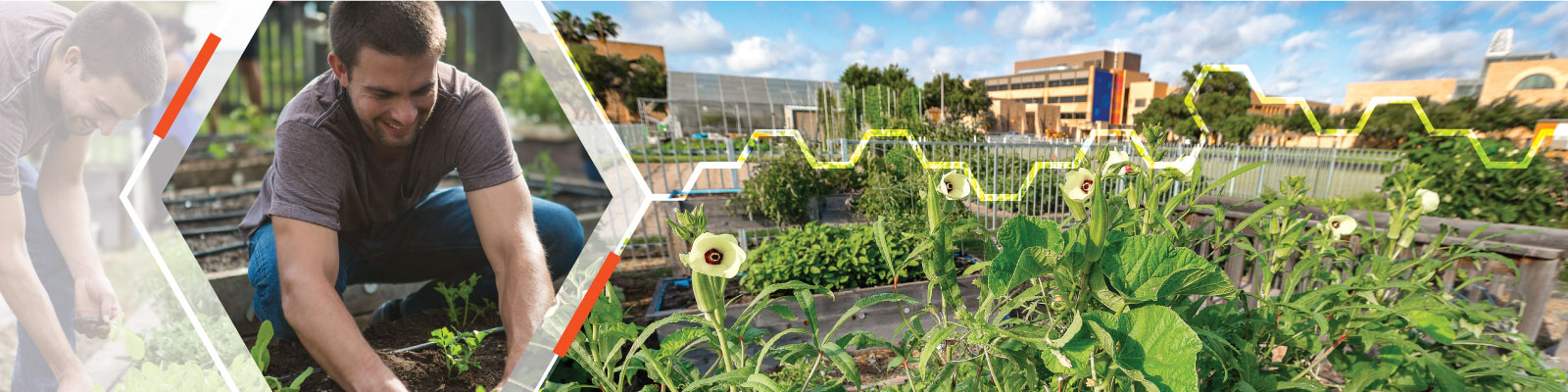 UTRGV Community Garden zoom shot