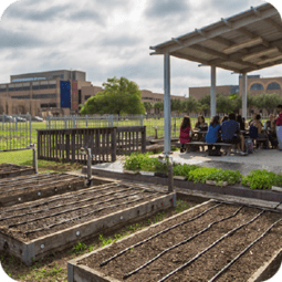 Community garden at the UTRGV Edinburg campus