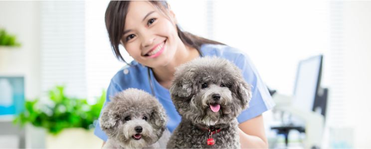 Two Veterinary Assistants assisting in treating a dog