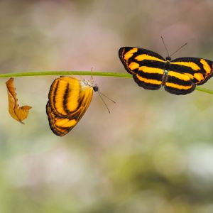 Leading and Managing Change