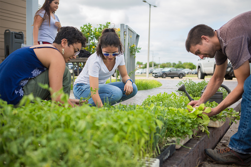 Three UTRGV students kneel over a raised garden bed.