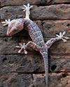 gecko