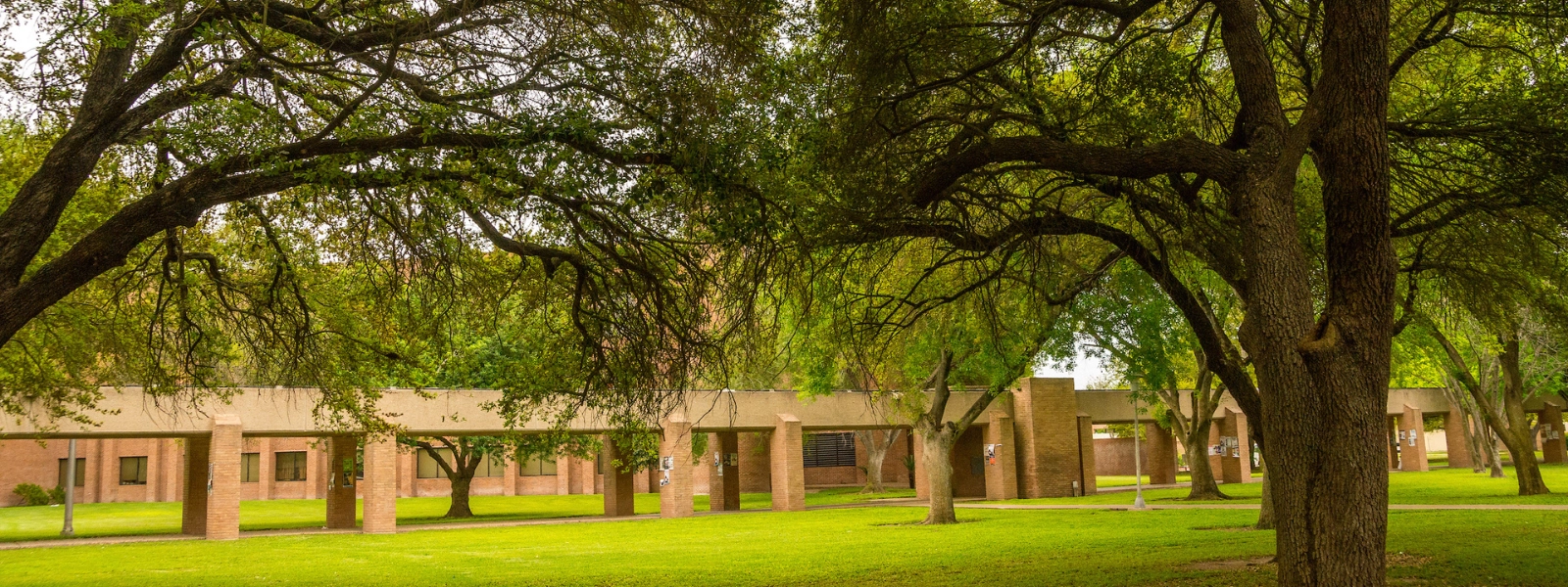 Trees alongside  the UTRGV Edinburg walkway