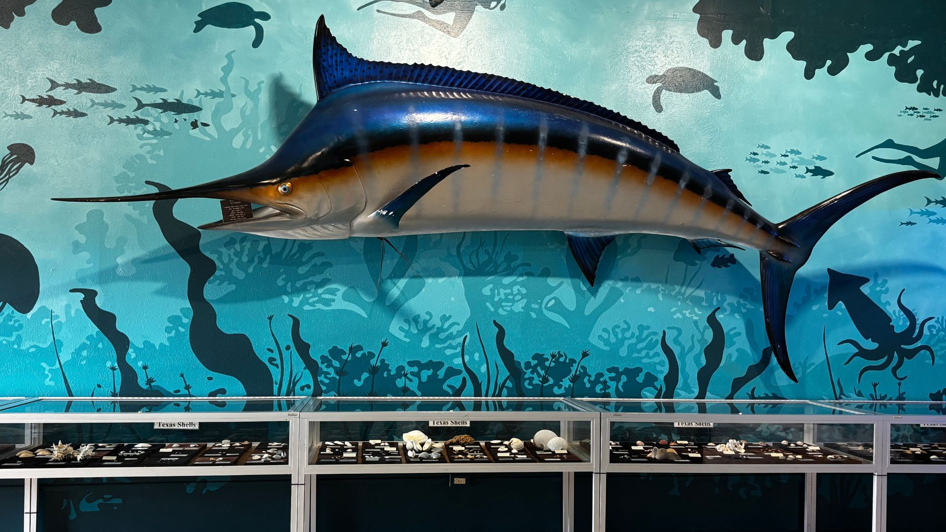 Blue Marlin and Texas shells