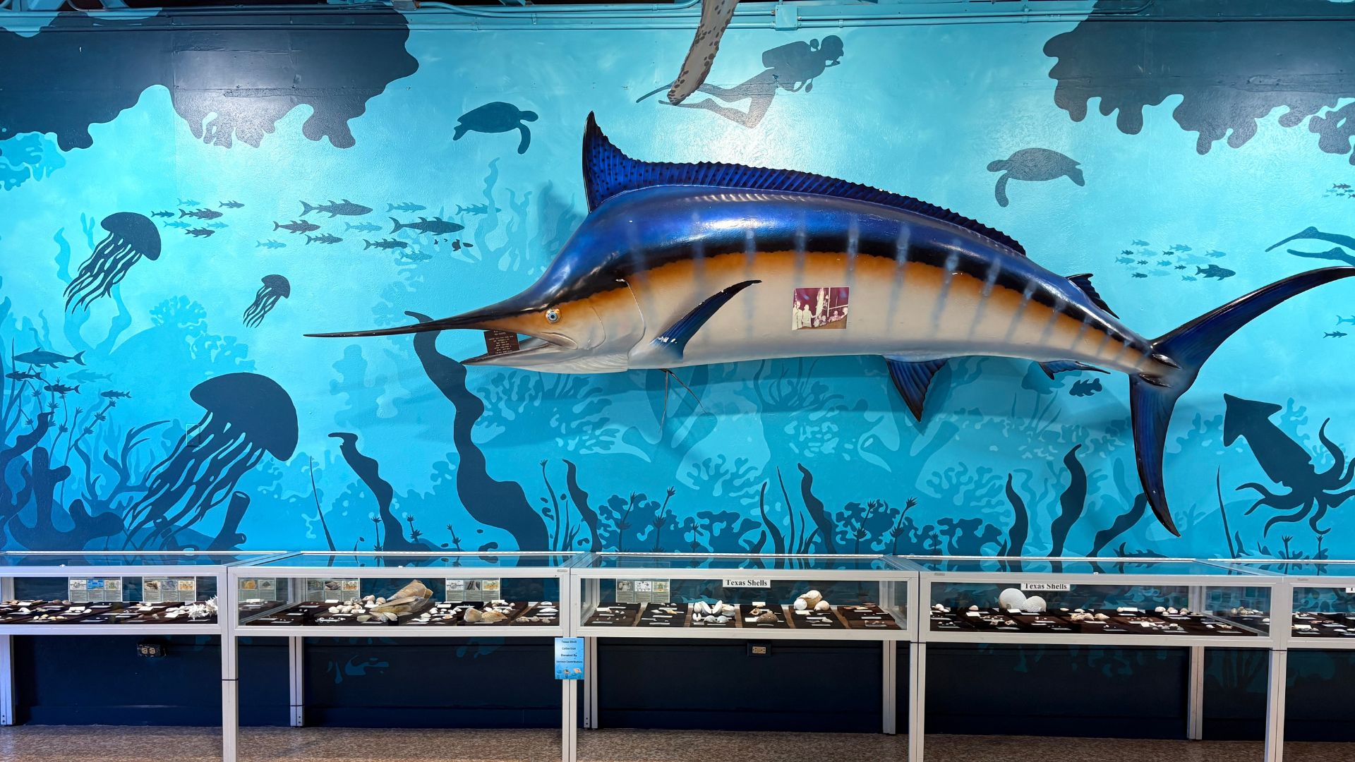 The Blue Marlin positioned above our Texas shells.