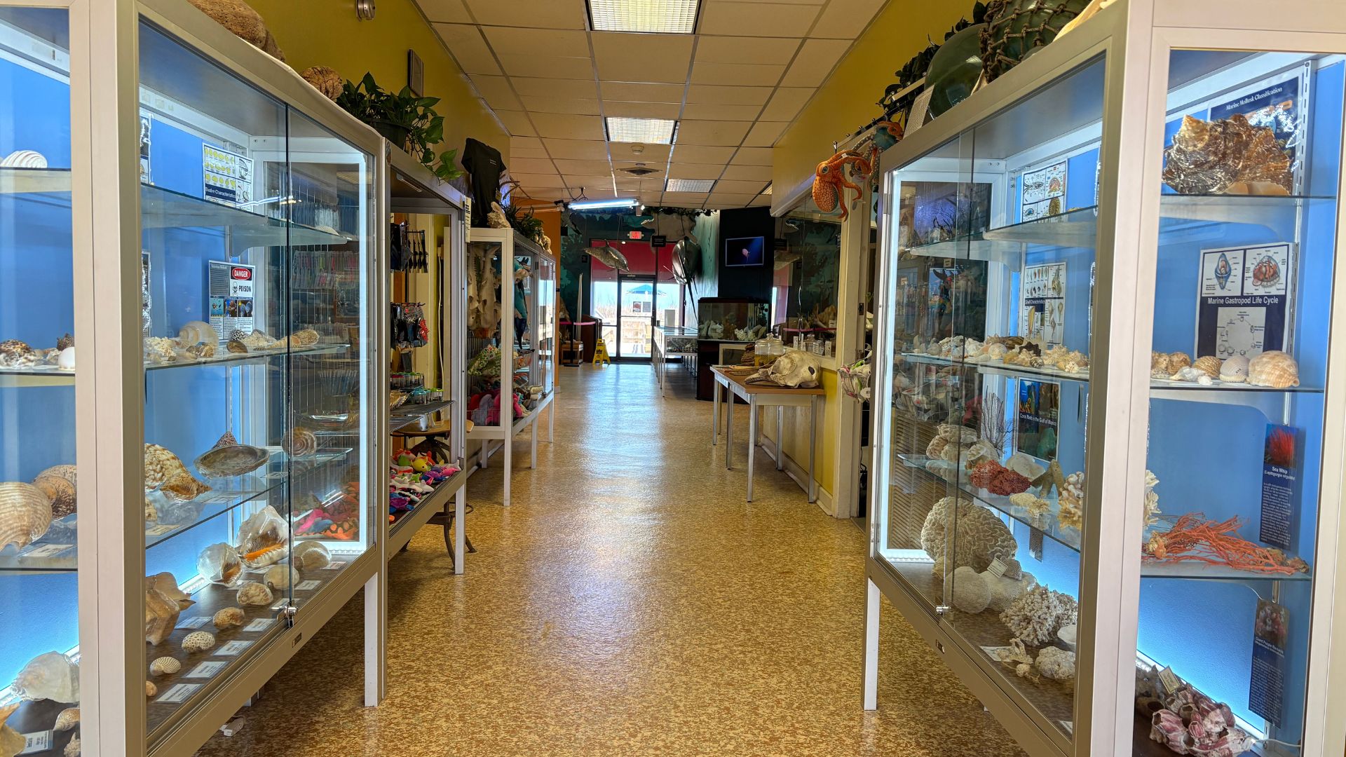 Exhibit cases filled with sea shells from across the globe, alongside a gift shop with ocean-themed gifts and souvenirs.