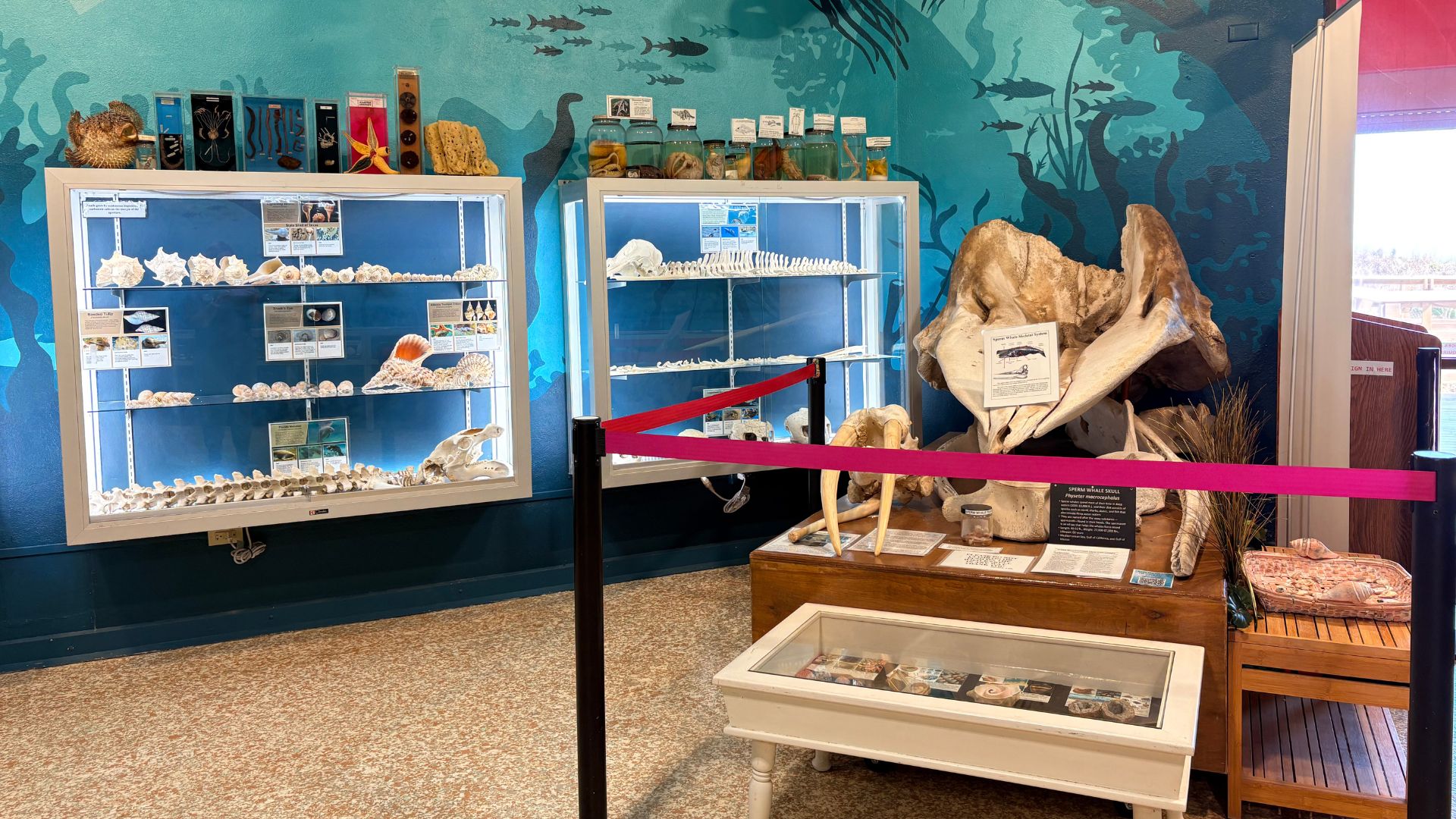 A sperm whale jaw recovered by shrimpers, displayed alongside our collection of marine species.