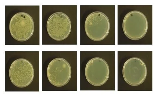 Agar plates showing E. coli bacterial growth in control and nanoparticle-treated samples.