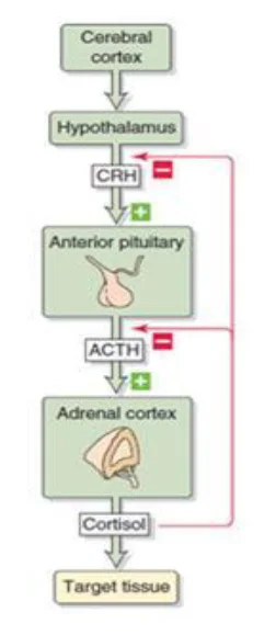 Diagram of the hypothalamic-pituitary-adrenal axis showing the pathway from the cerebral cortex and hypothalamus to cortisol release and target tissue response.