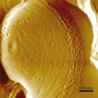 Bacterial structures and dynamics
