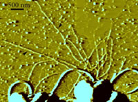 Mechanics of biological filaments