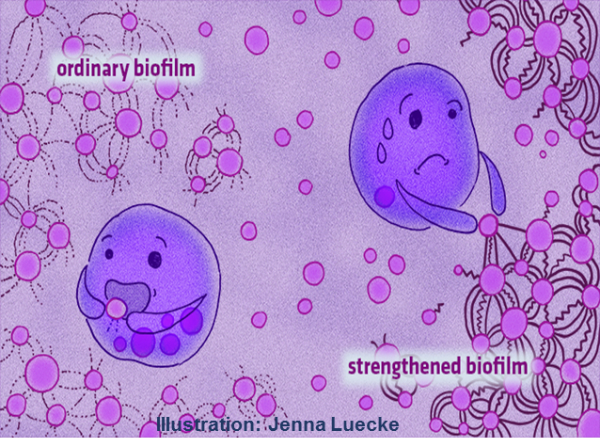 bacteria