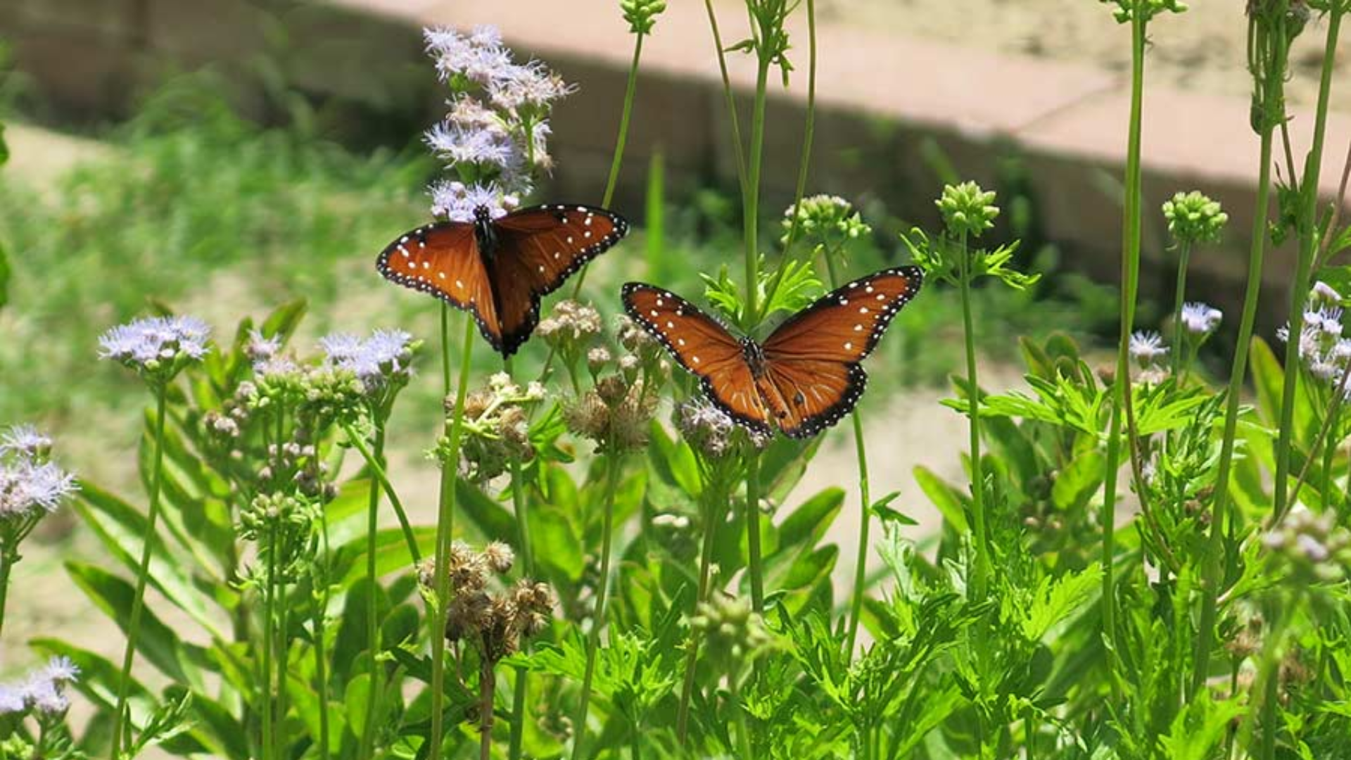 Image of two monarch butterfly on the pollinator cantina garden in Brownsville