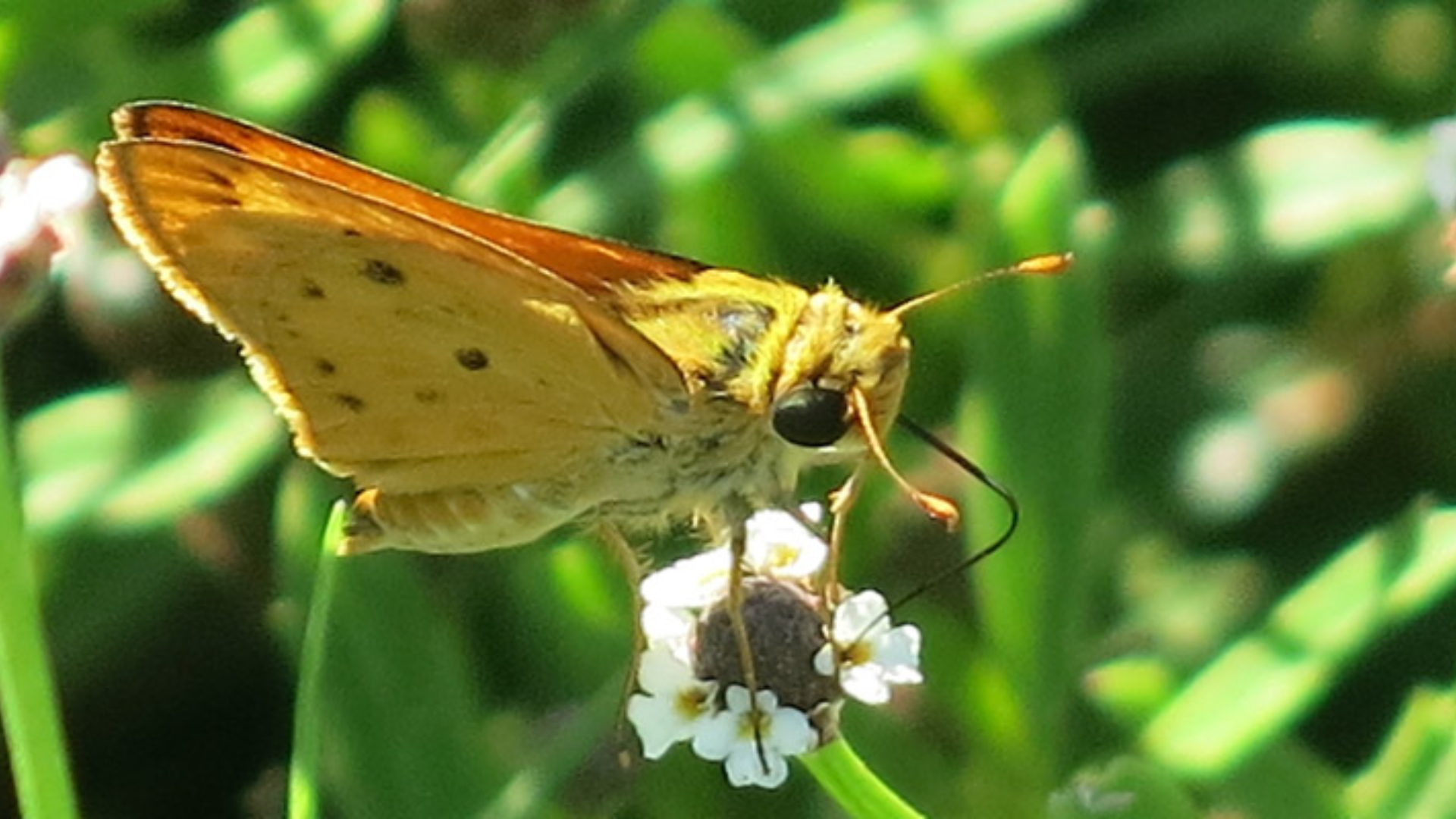 Close up photo of yellow butterfly sitting in a flower the pollinator cantina in Brownsville
