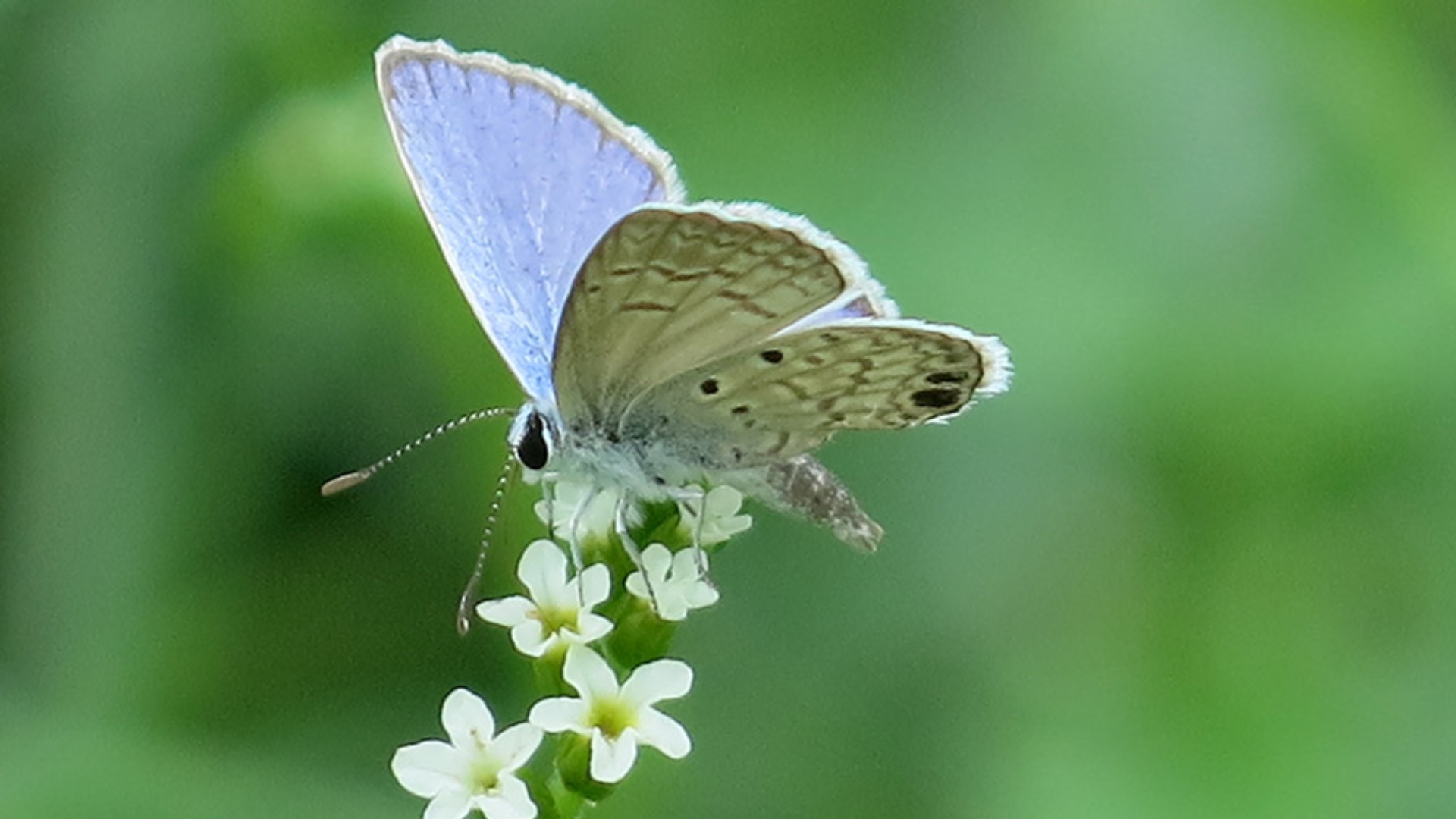 Image of blue butterfly at the pollinator cantina in Brownsville