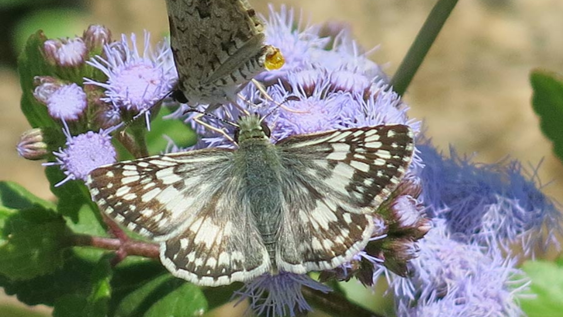 Photo of two grey butterflies sitting on top of flowers at the pollinator cantina