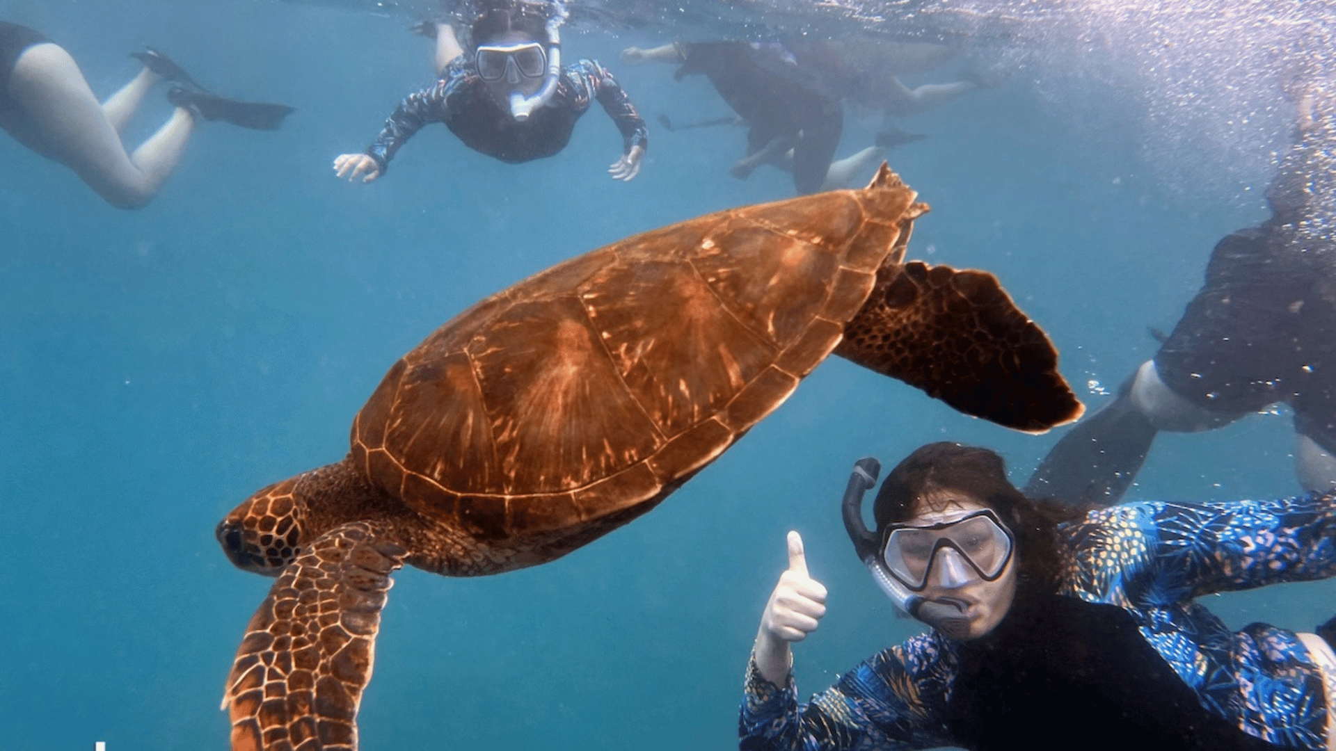 Underwater shot of turtle with student posing in the background