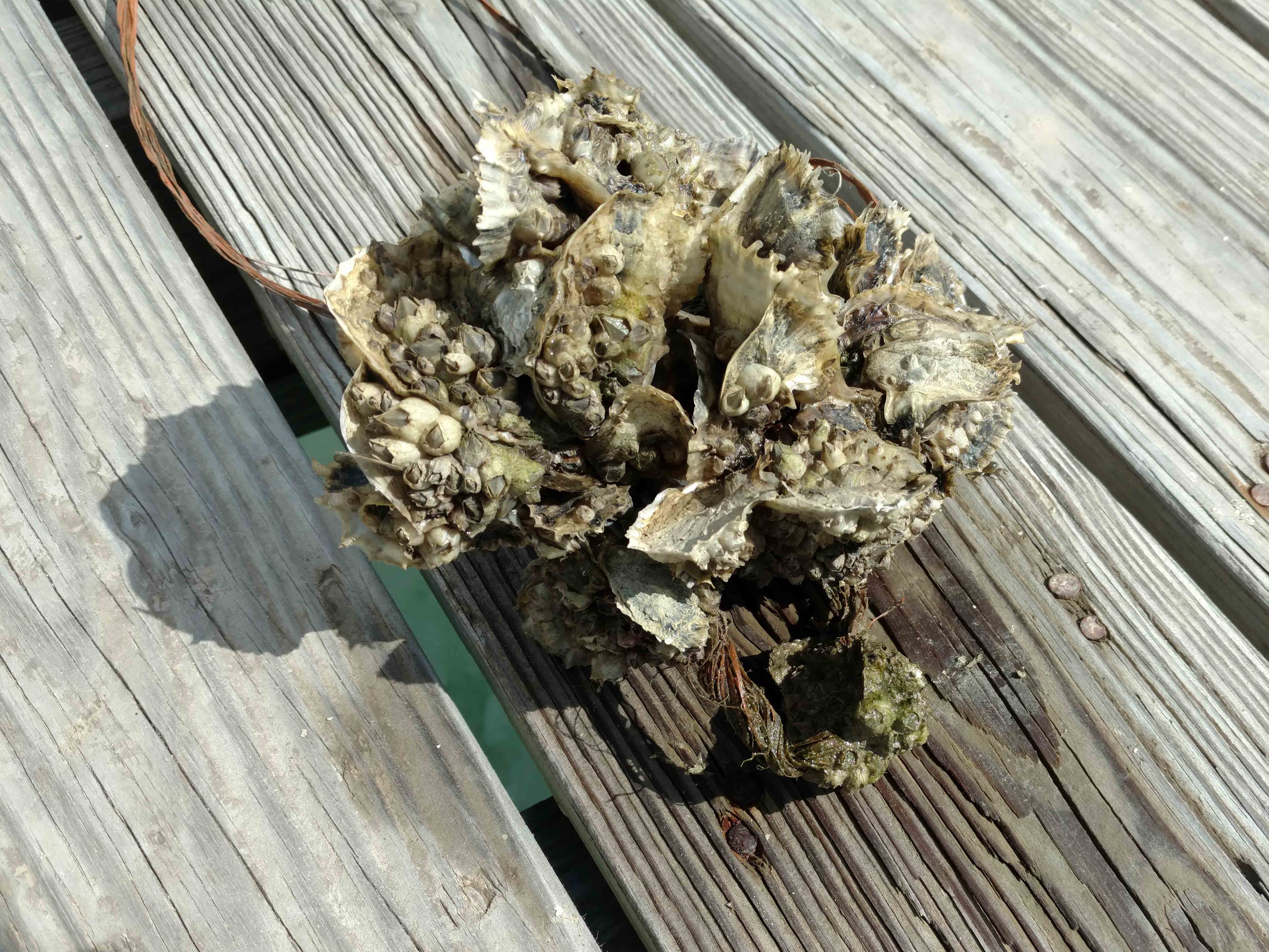 oysterclump