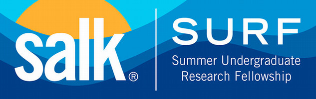 The Salk Summer Undergraduate Research Fellowship (SURF)  LEARN MORE AND APPLY  The Salk Summer Undergraduate Research Fellowship (Salk SURF) 