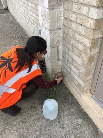 student placing traps