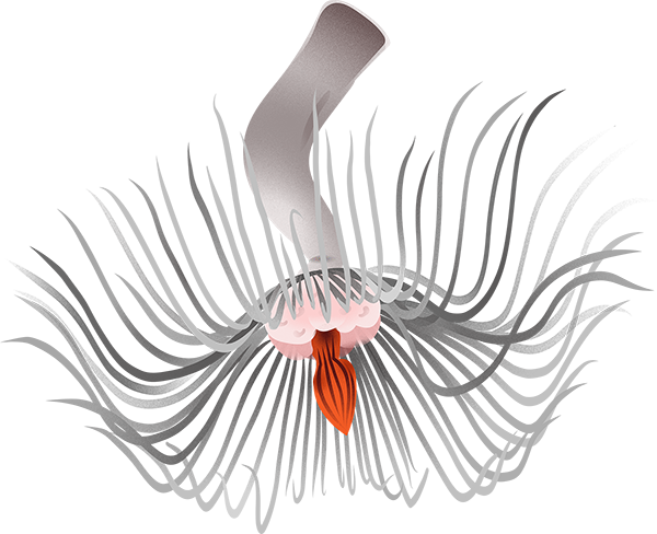 hydroid