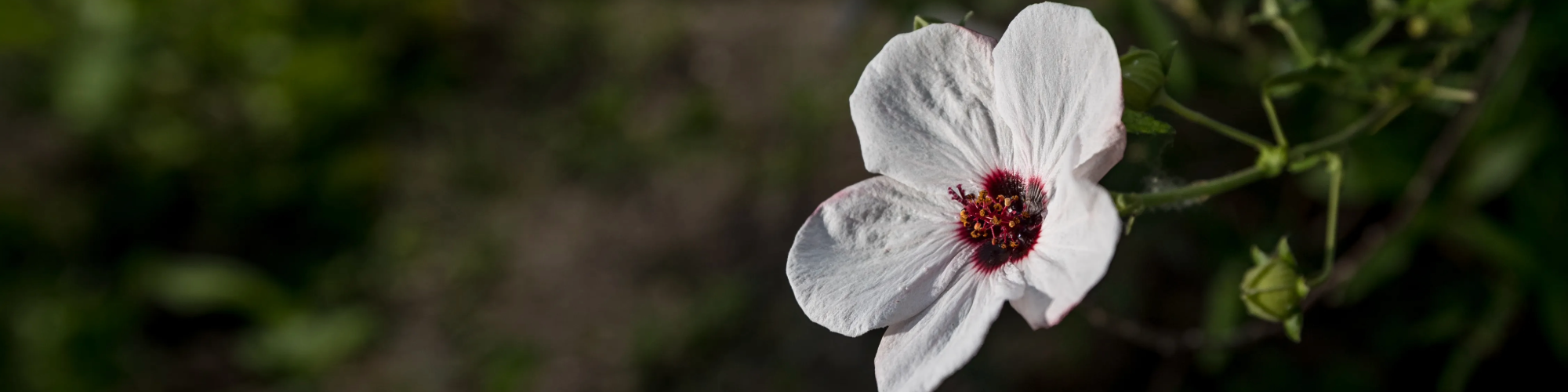 Image of a white flower.