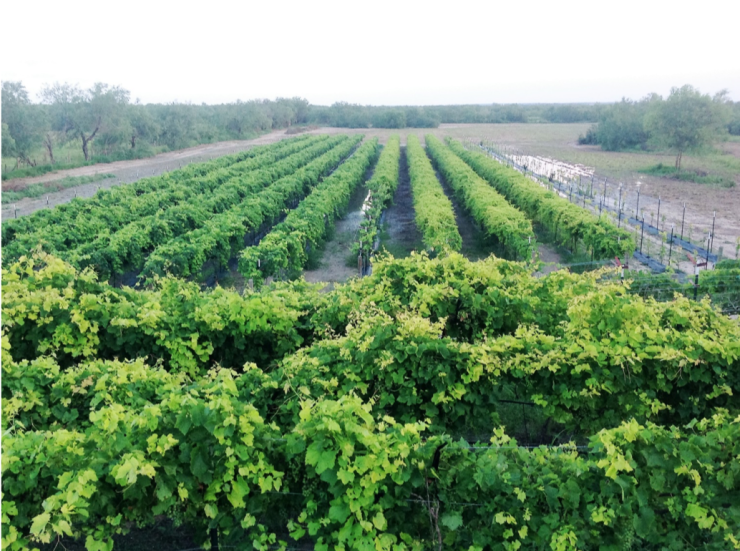 vineyard