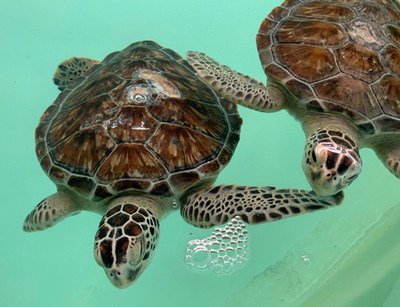 sea turtle inc.