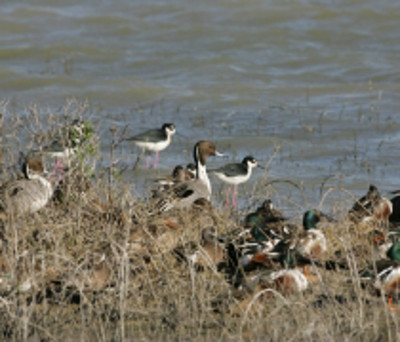 Laguna Atascosa National Wildlife Refuge