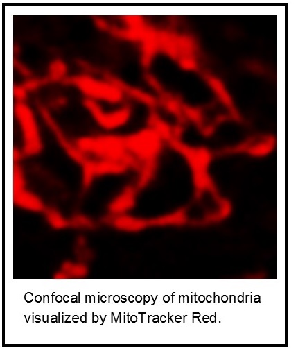 confocal microscopy of mitochondria