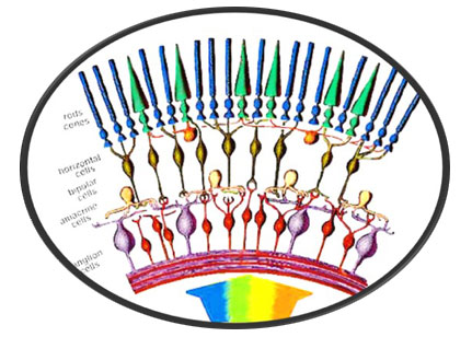 3D Human Retina models