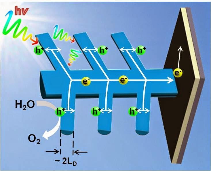 Paper on Morphology-tunable Synthesis of ZnO Nanoforest and its Photoelectrochemical Performance accepted by Nanoscale.