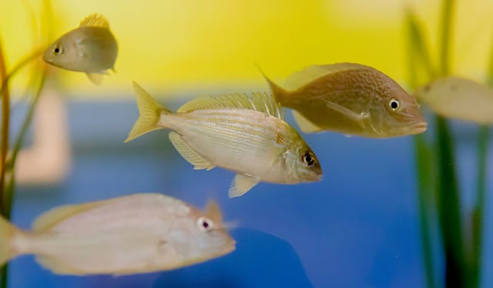 Fish at The University of Texas Rio Grande Valley Coastal Studies Lab have new homes, thanks to the donation of three large aquariums from a hotel in Austin. Two 400-gallon aquariums already are on display at the lab on South Padre Island, located almost surfside in Isla Blanca Park. A 1,000-gallon aquarium will be added once a custom stand can be built for it. About 5,000 students a year visit the Coastal Studies Lab, plus thousands of others who tour its museum. (UTRGV Photo by David Pike)