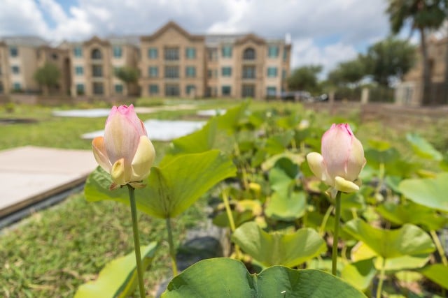 UTRGV garden