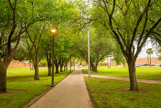 UTRGV campus sidewalks and trees.