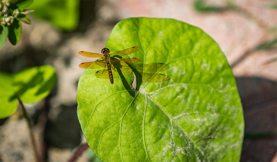 The Lower Rio Grande Valley is home to nearly 40 percent of the 700 species of butterflies found in the United States. Now, the UTRGV biology department is hoping to attract as many of those as it can with a new butterfly garden on the Brownsville Campus. Dr. Lucia Carreon Martinez, UTRGV biology lecturer who is spearheading the project, said conservation is vital because butterflies and other pollinators are threatened by habitat loss due to development, pesticide and herbicide use, and are a vital part of the Valley’s ecological balance. Construction on the garden started in February, and volunteers now help maintain the site. (UTRGV Photo by David Pike)