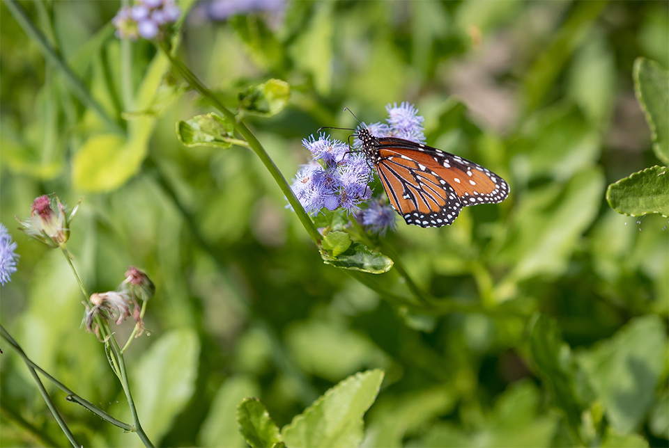 The Lower Rio Grande Valley is home to nearly 40 percent of the 700 species of butterflies found in the United States. Now, the UTRGV biology department is hoping to attract as many of those as it can with a new butterfly garden on the Brownsville Campus. Dr. Lucia Carreon Martinez, UTRGV biology lecturer who is spearheading the project, said conservation is vital because butterflies and other pollinators are threatened by habitat loss due to development, pesticide and herbicide use, and are a vital part of the Valley’s ecological balance. Construction on the garden started in February, and volunteers now help maintain the site. (UTRGV Photo by David Pike)