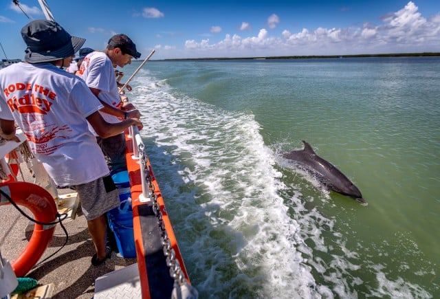 Area high school students take a break from conducting research tests on the Laguna Madre to watch a pod of dolphins frolicking in the wake of UTRGV’s floating classroom, the Ridley. The students were part of UTRGV’s recent Hands-On Marine Ecology Camp, offered by the Coastal Studies Laboratory of the UTRGV School of Earth, Environmental and Marine Sciences (SEEMS). It was the first time some of the students had seen dolphins in their natural environment. (UTRGV Photo by David Pike)