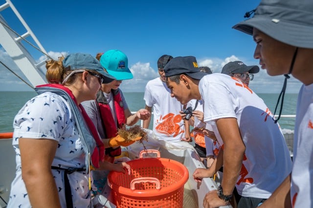 Shelby Bessette (far left), program manager at the Coastal Studies Laboratory of the UTRGV School of Earth, Environmental and Marine Sciences (SEEMS), explains the differences in sea grasses found at the bottom of the Laguna Madre, during the recent Hands-On Marine Ecology Camp. Using nets at the back of the Ridley, UTRGV’s mobile learning lab, students were able to observe a variety of sea creatures and plants up close. (UTRGV Photo by David Pike)