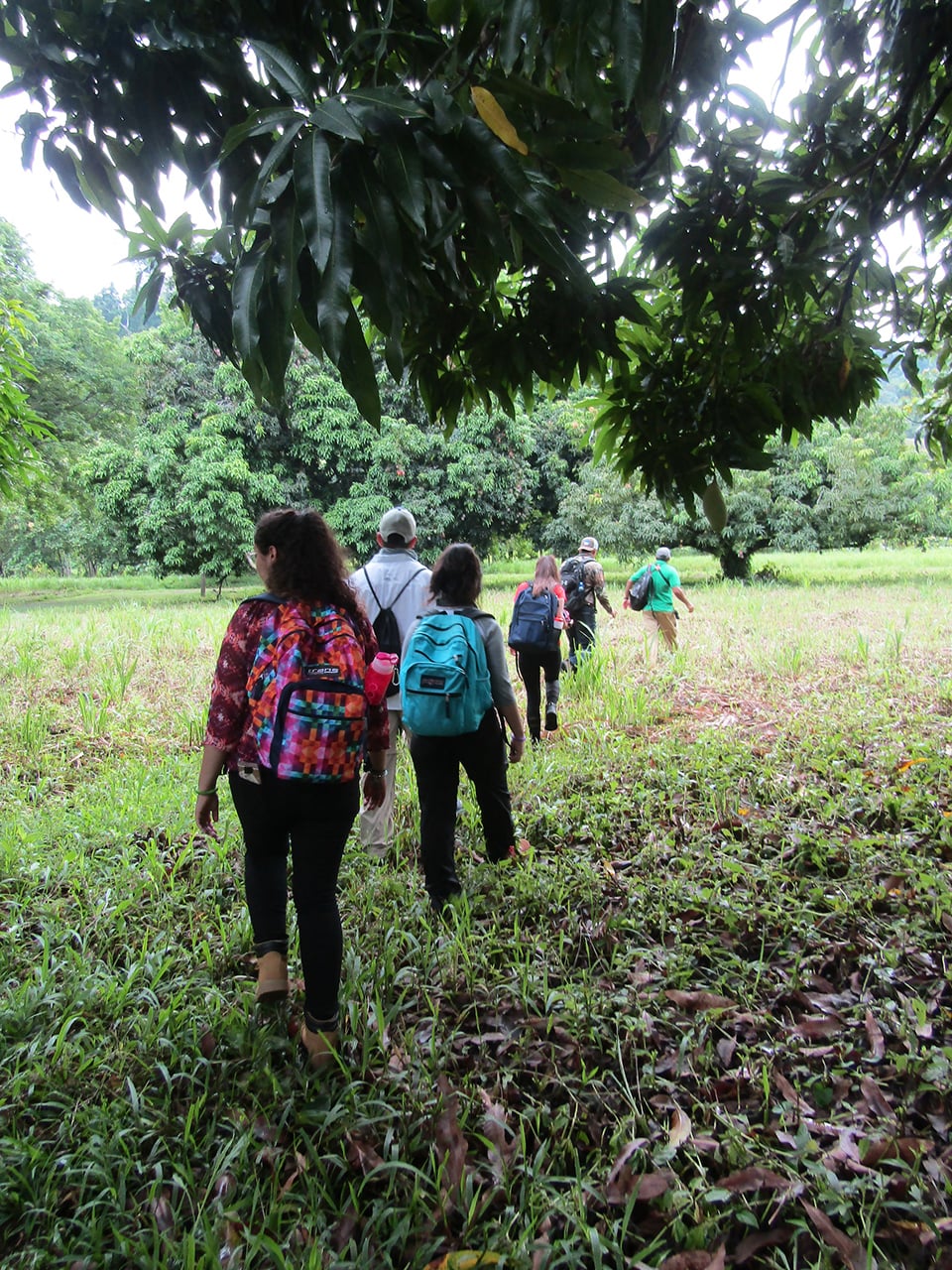 A group of students from The University of Texas Rio Grande Valley spent two weeks in Costa Rica as part of a study abroad English course called “Living, Reading, Writing Nature.” The course, a special topics class taught by Pamela Herring, a lecturer in the UTRGV Department of Writing and Language Studies, is in its eighth year and centers on assigned readings, two written by Jack Ewing, co-founder of the Hacienda Barú National Wildlife Refuge, where the students stayed. Hacienda Barú, a private nature reserve with 830 acres of protected forest, mangrove and seashore, allows students to participate in hands-on activities like swimming near the base of waterfalls, tree climbing, overnight camping in the jungle, and the “Monkey Challenge,” an obstacle course in the trees. (Courtesy Photo)