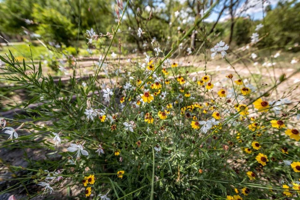 butterfly garden