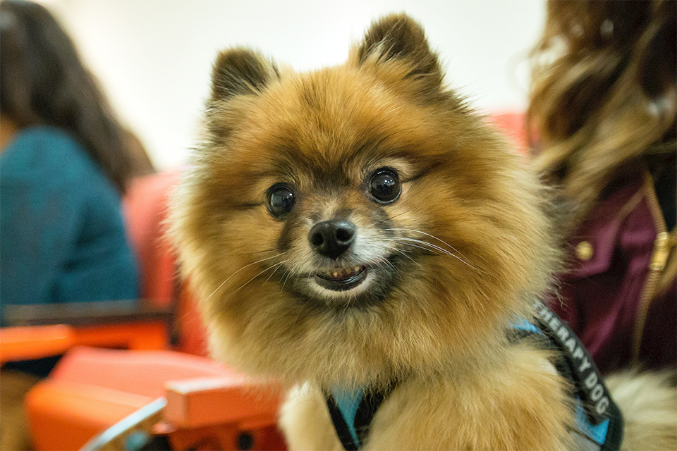 The Newsroom - UTRGV's Animal Therapy Club helps provide fuzzy stress  relief for students