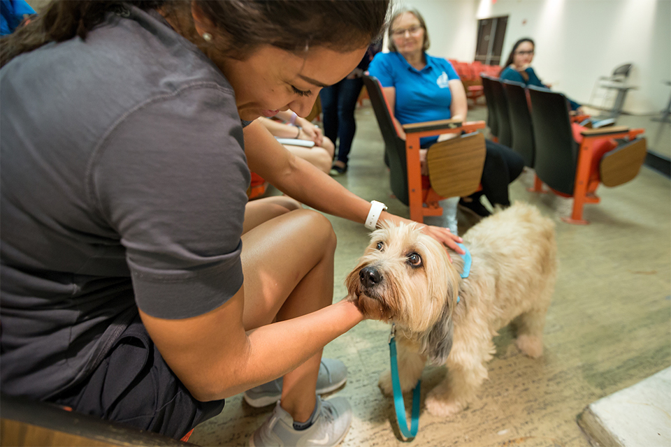 Animal therapy Club member looking at a dog