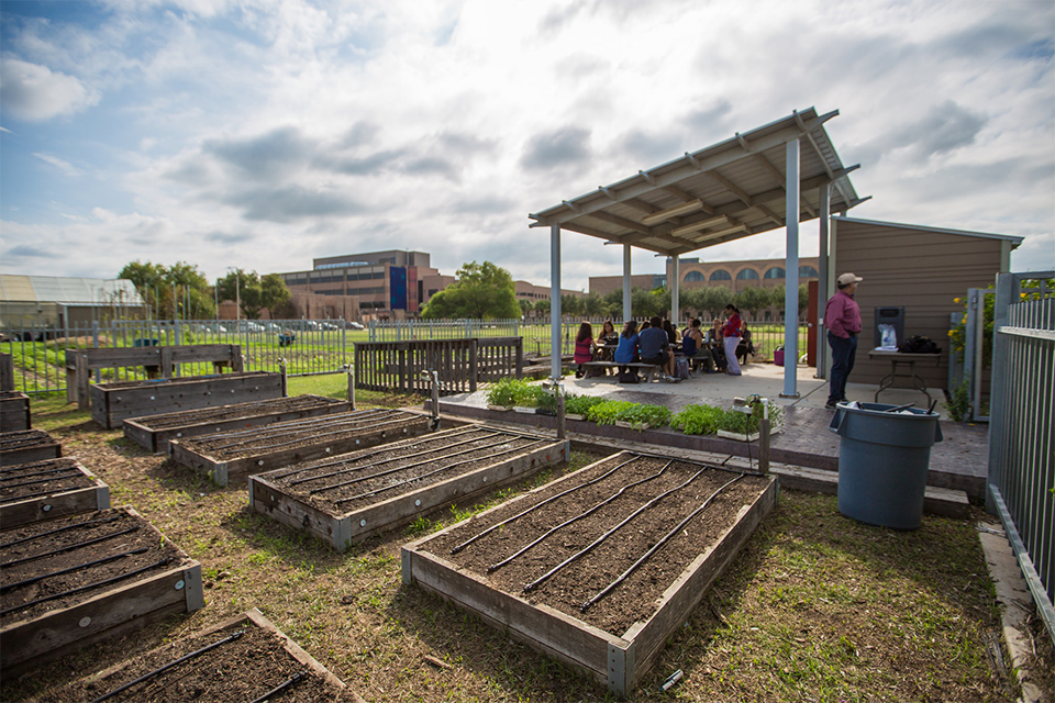 UTRGV students and staff recently planted seeds for raised garden beds during the annual Community Garden Day at the UTRGV Garden & Greenhouse on the Edinburg Campus. Roberto Cantú, executive director for the UTRGV Department of Auxiliary Services, coordinated Community Garden Day, which is part of the university’s commitment to sustainability and a healthy lifestyle. He said the main goal is to get people to eat healthier and to make fresh vegetables a regular part of their diet. (UTRGV Photo by Silver Salas)