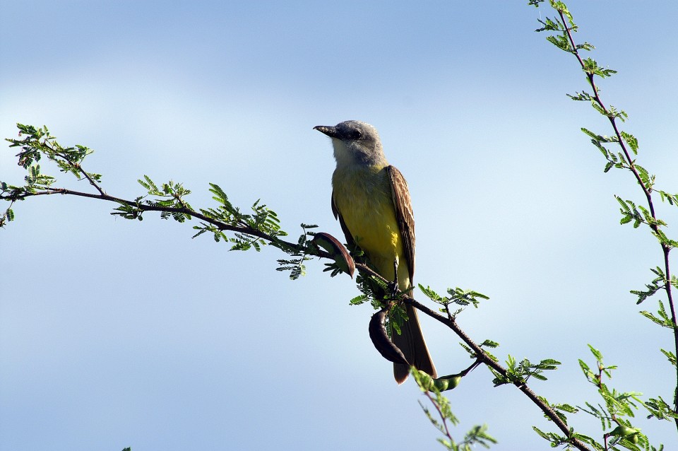 Couch’s Kingbird found in the Rio Grande Valley