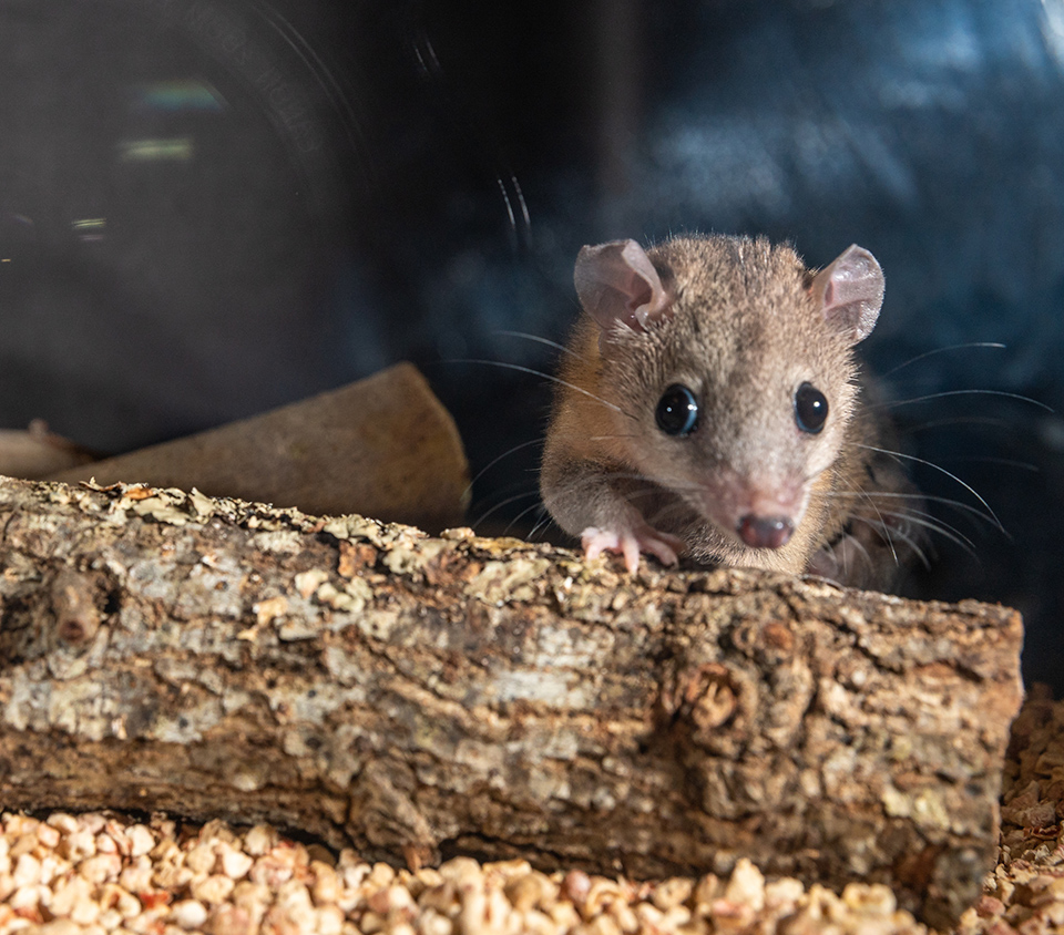 This opossum, from the Laboratory Opossum Research Resource maintained by the Department of Human Genetics at the UTRGV School of Medicine, is a small marsupial that closely resembles a human embryo at six weeks of development. Dr. John VandeBerg, director of the lab, was part of an international research collaboration that has produced the first detailed roadmap of how our DNA sends its information to the embryo’s cells to control the development of different tissues and organs. VandeBerg and his team collected data from more than 100 opossums for this project. The lab is the only large breeding colony of laboratory opossums in the world. (UTRGV Photo by David Pike)