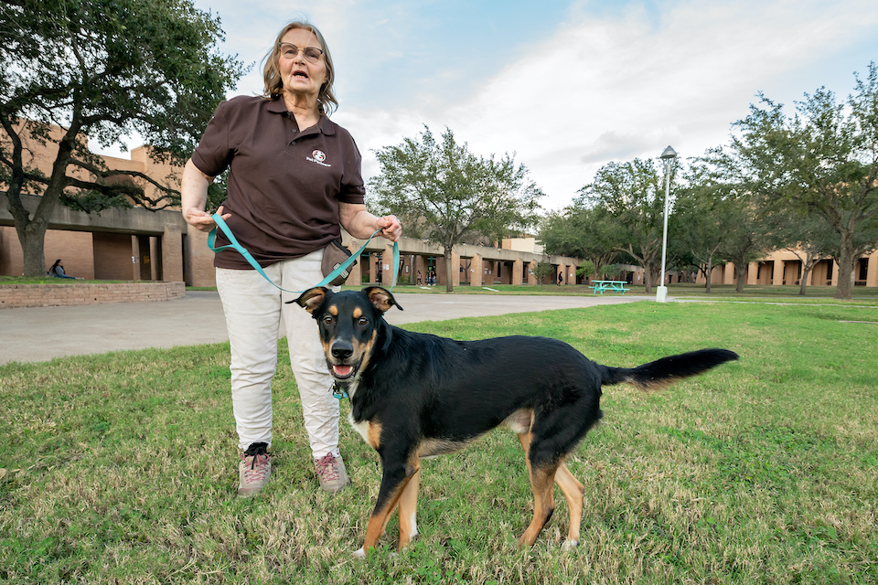 UTRGV professor Dr. Denise Silcox, a licensed counselor, poses with Flip, a pit bull mix rescued from a local animal shelter. Both were recently certified as an Animal-Assisted Crisis Response Team for the Rio Grande Valley. (UTRGV Photo by Paul Chouy)